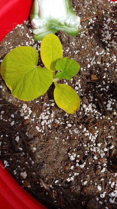 Nitrogen Deficiency - Pumpkin