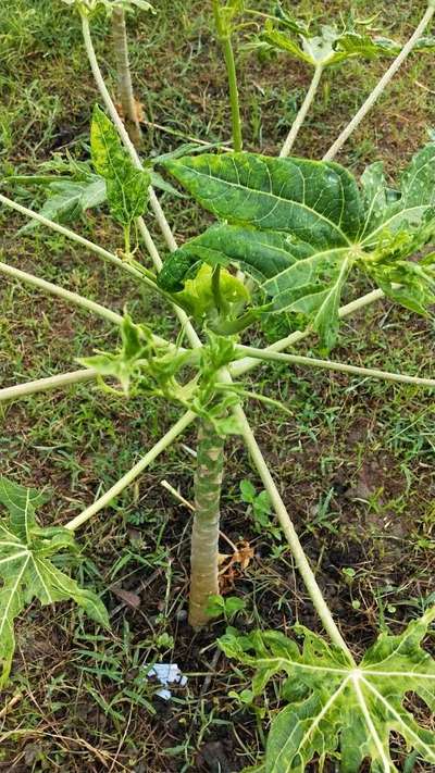 Aphids - Papaya