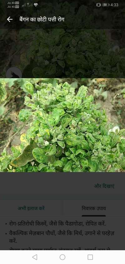 मिर्च का पर्ण कुंचन विषाणु - बैंगन