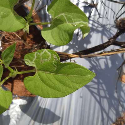 Leaf Miner Flies - Bean