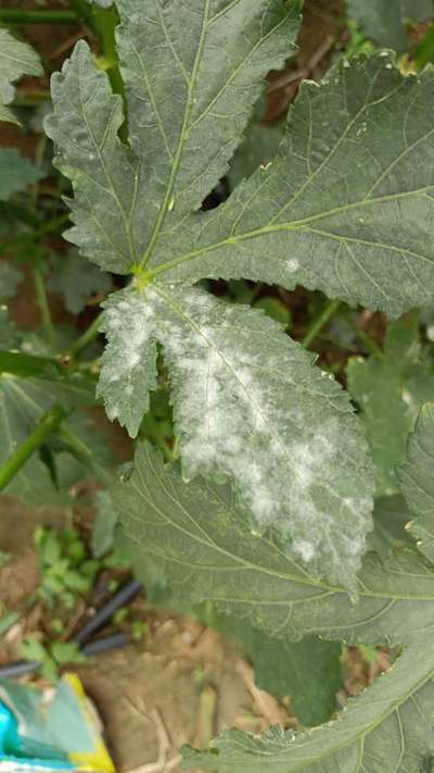 Powdery Mildew - Okra