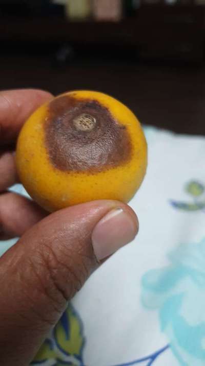 Citrus Rust Mite - Citrus