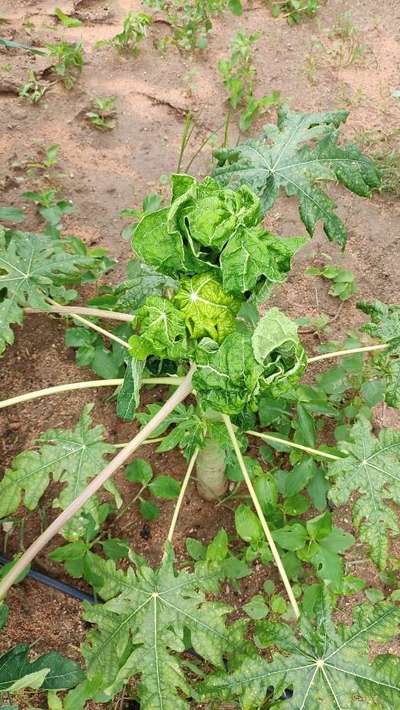 Papaya Leaf Curl Virus - Papaya