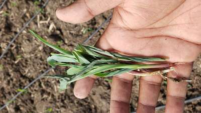 Damping-Off of Seedlings - Maize