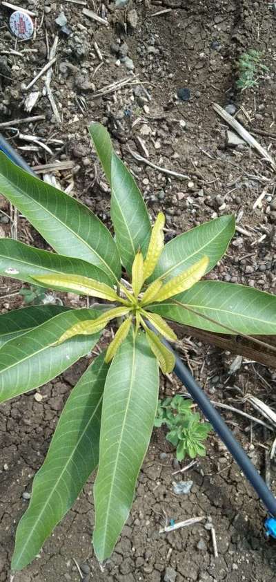 Potassium Deficiency - Mango