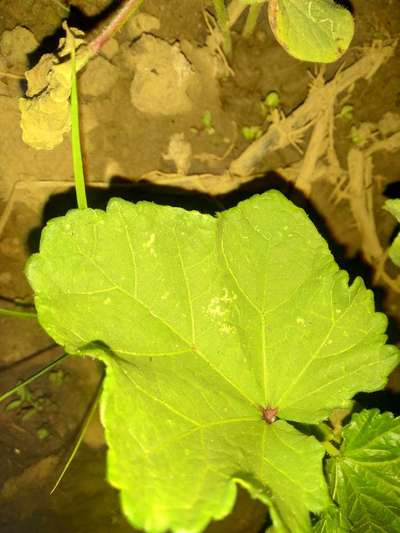 Leaf Miner Flies - Okra