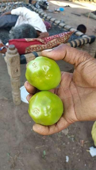 તડકાના કારણે બળિયાનો રોગ - ટામેટા