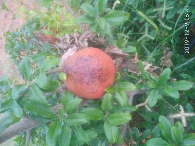 Alternaria Black Spot and Fruit Rot - Pomegranate