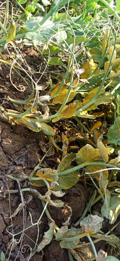 Powdery Mildew - Pea