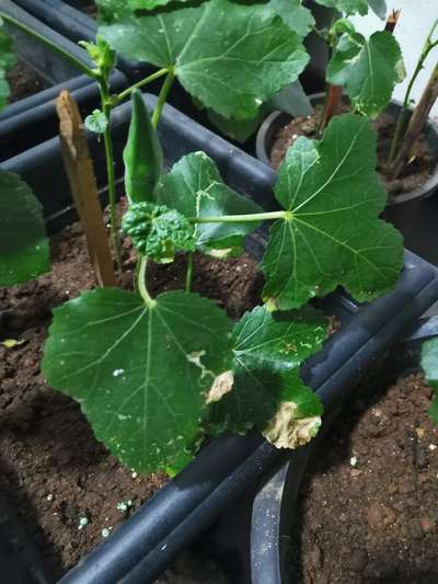 Woolly Aphid - Okra