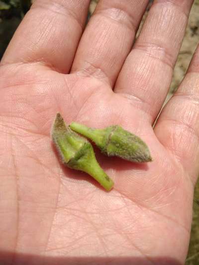 Boron Deficiency - Okra