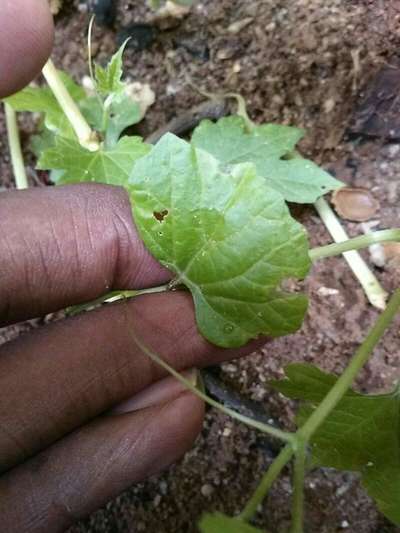 Flea Beetles - Grape