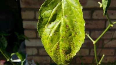 Chilli Cercospora Leaf Spot - Capsicum & Chilli