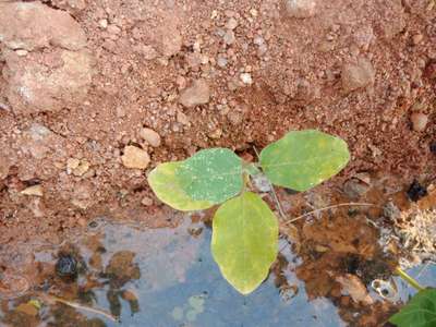 Nitrogen Deficiency - Brinjal