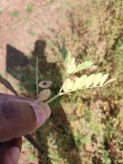 Chickpea Rust - Chickpea & Gram