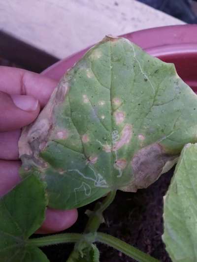 Leaf Miner Flies - Cucumber