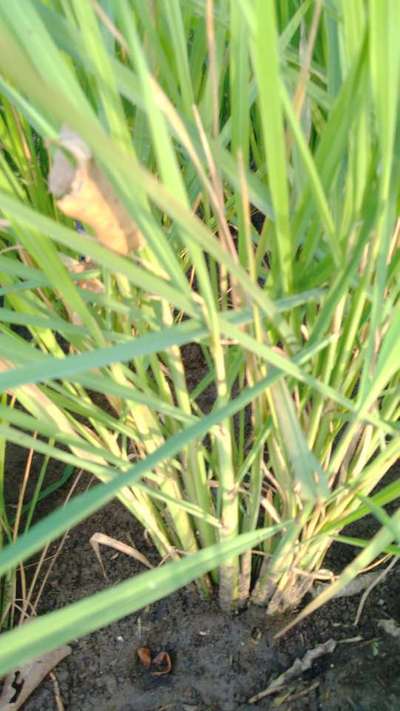 Yellow Stem Borer - Rice