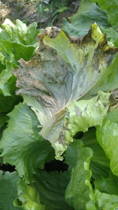 Downy Mildew - Lettuce