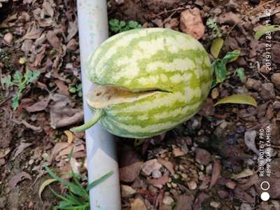 ಬೋರಾನ್ ಕೊರತೆ - ಕಲ್ಲಂಗಡಿ