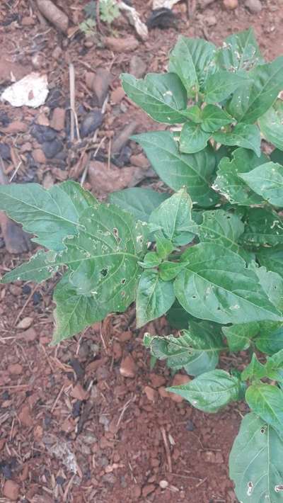 Besouro-saltador ou besouro-pulga - Pimentão e Pimenta