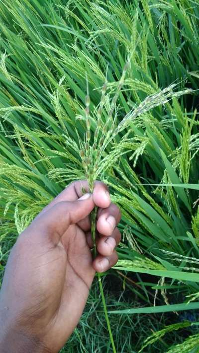 Bacterial Panicle Blight - Rice