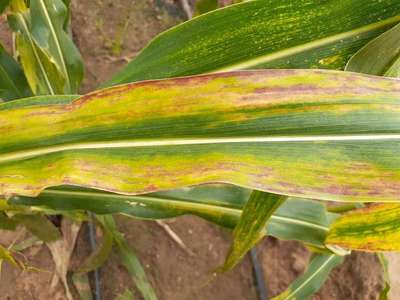 Bacterial Leaf Streak of Maize - Maize