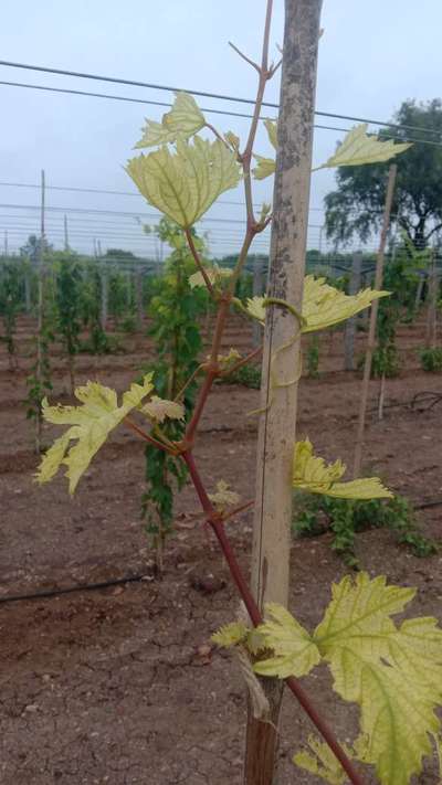 ಕಬ್ಬಿಣದ ಕೊರತೆ - ದ್ರಾಕ್ಷಿ