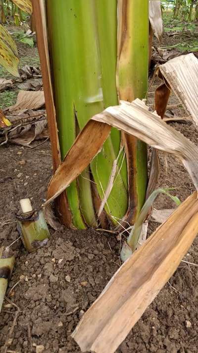 வாழைப்பழத்தில் பாக்டீரியாவின் மென் அழுகல் நோய் - வாழைப் பழம்