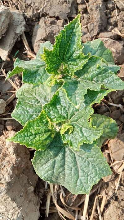 Aphids - Cucumber