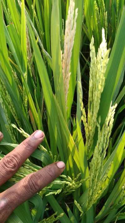 Yellow Stem Borer - Rice