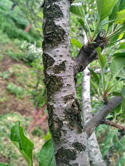 Fruit Tree Canker - Apple