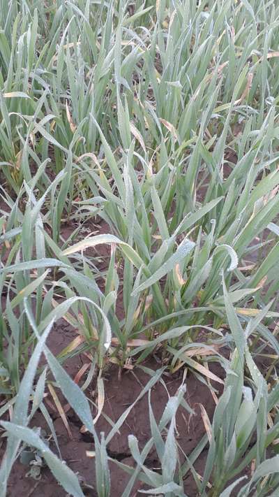 Potassium Deficiency - Wheat