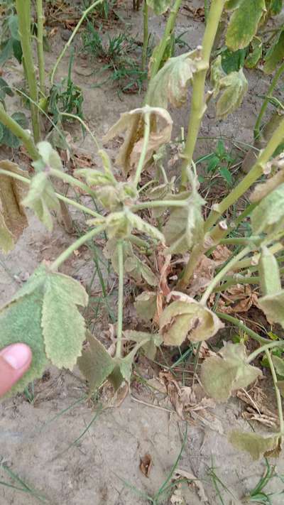 Spider Mites - Okra