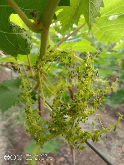 Black Rot of Grape - द्राक्षे