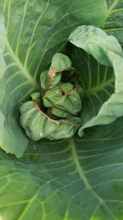 Boron Deficiency - Cabbage