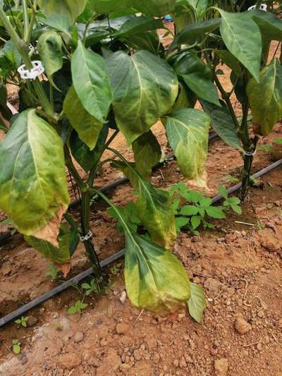 Blight of Pepper - Capsicum & Chilli