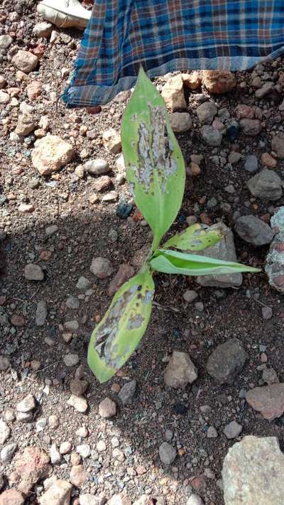 Anthracnose of Banana - Banana