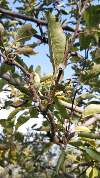 Mealybug - Apple