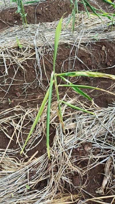 Stemphylium Leaf Blight of Onion - Onion