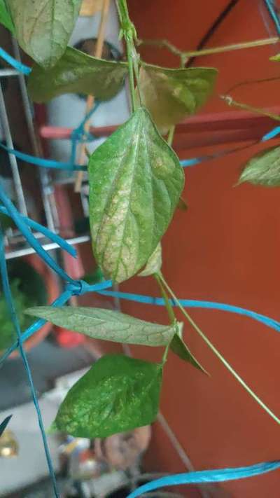 Spider Mites - Bean