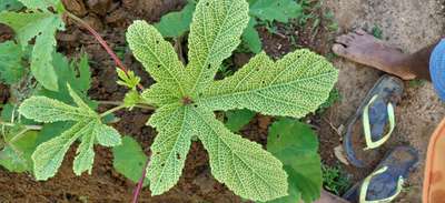 Bhendi Yellow Vein Mosaic Virus - Okra