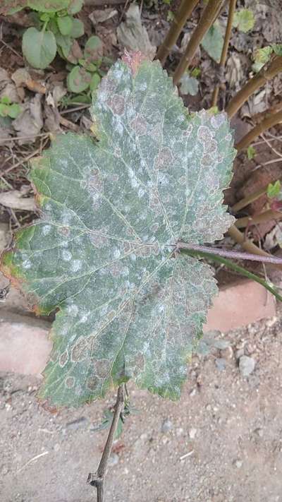 சாம்பல் நோய் - வெண்டக்காய்