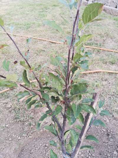 Cercospora Fruit and Leaf Spot - Apple