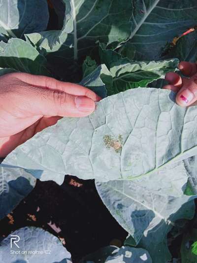 Cabbage White Butterfly - Cauliflower