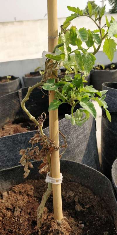 Leaf Miner Flies - Tomato