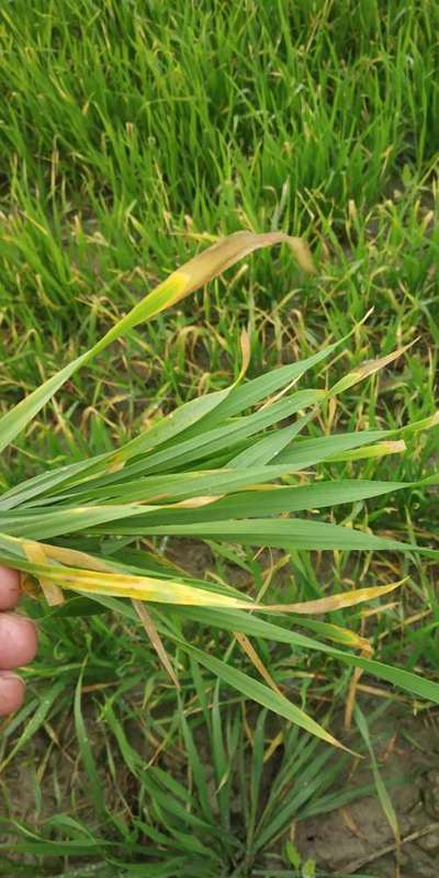 Leaf Scald of Rice - Wheat