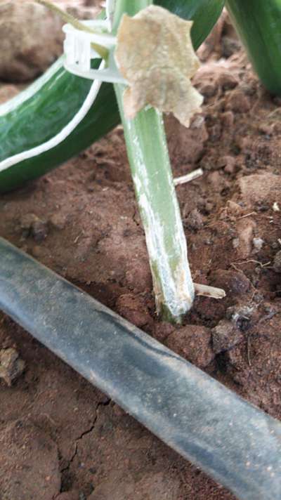 Foot and Collar Rot - Cucumber