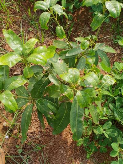 Spider Mites - Mango