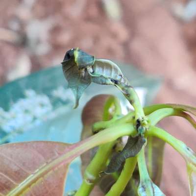 ಬೋರಾನ್ ಕೊರತೆ - ಮಾವು