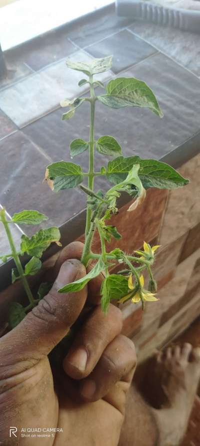 Leaf Miner Flies - Tomato